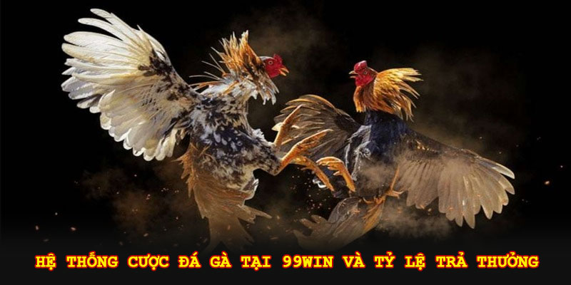 Hệ thống cược đá gà tại 99win và tỷ lệ trả thưởng