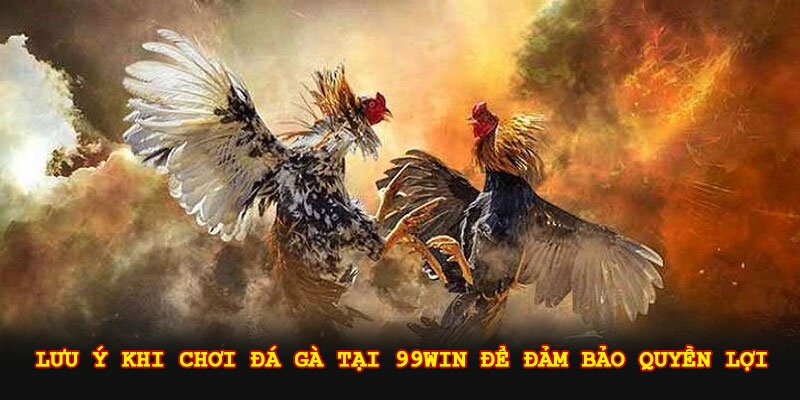 Lưu ý khi chơi đá gà tại 99win để đảm bảo quyền lợi